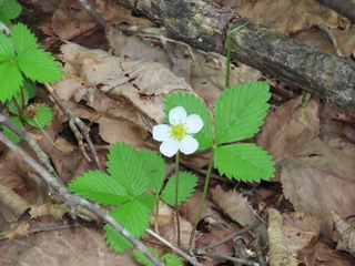 Fragaria nipponica