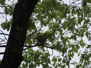 Coccothraustes coccothraustes