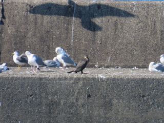 sea birds