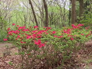 Rhododendron sp.