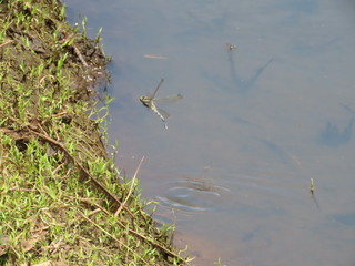 Orthetrum albistylum speciosum