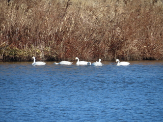 Cygnus columbianus