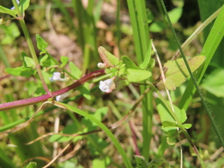 Scutellaria dependens