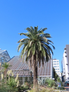 Phoenix canariensis