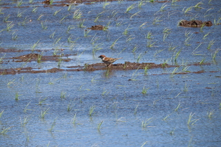 Passer montanus