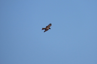 Milvus migrans