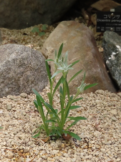 Leontopodium hayachinense