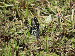 Papilio xuthus