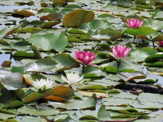 Nymphaea cv.