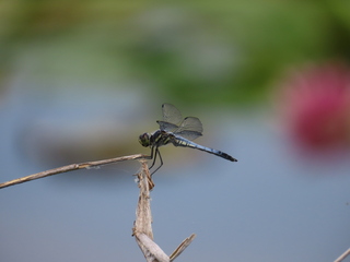 Deielia phaon