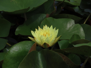 Nymphaea cv.