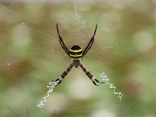 Argiope amoena