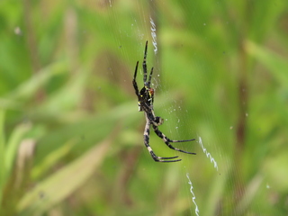 Argiope amoena