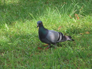 IMG_1745.JPG