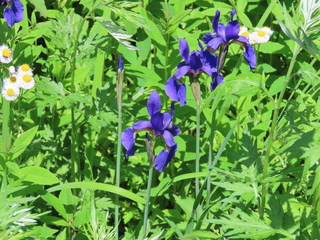 Iris sanguinea