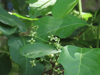 Euonymus sieboldianus