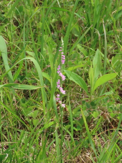 Spiranthes sinensis