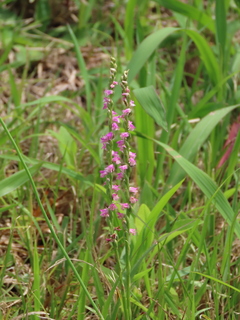Spiranthes sinensis