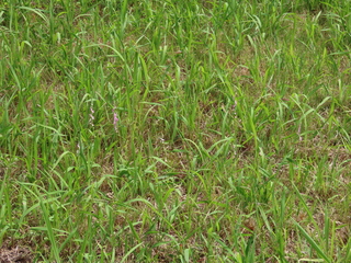 Spiranthes sinensis