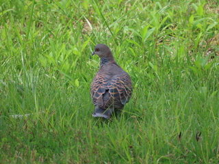 Streptopelia orientalis