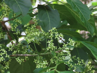 Euonymus sieboldianus