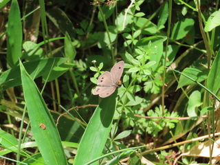 Ypthima argus