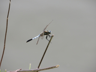 Orthetrum albistylum speciosum