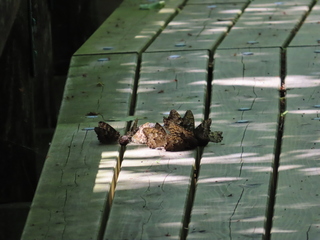 Neope niphonica