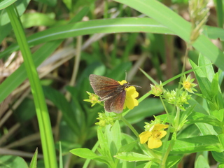 Leptalina unicolor