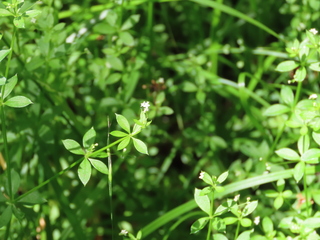 Galium kikumugura