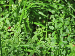 Galium kikumugura