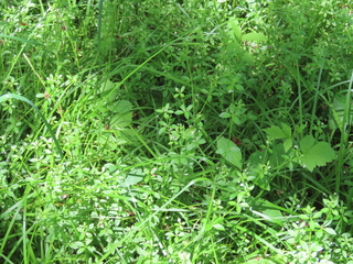 Galium kikumugura
