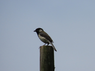 Parus minor