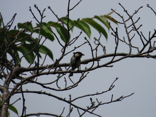 Parus minor