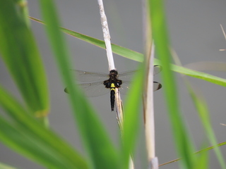 Pseudothemis zonata