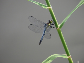 Deielia phaon