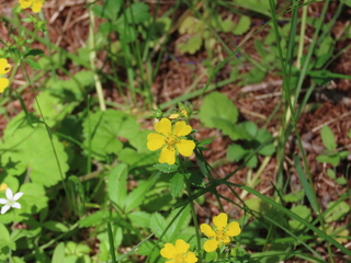 Potentilla anemonifolia