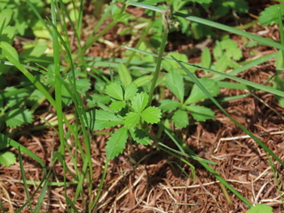 Potentilla anemonifolia