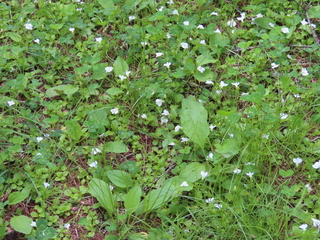 Mazus miquelii f. albiflorus
