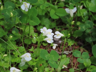 Mazus miquelii f. albiflorus