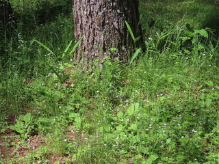 Arenaria lateriflora