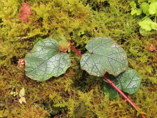 Rubus amaminus var. minor
