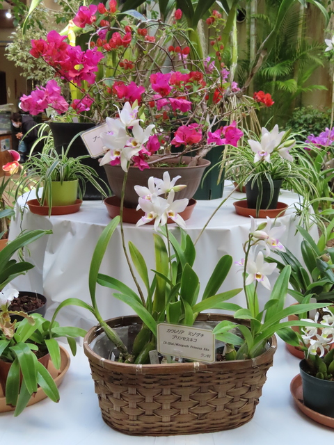 Caulaelia Mizoguchi 'Princess Kiko'
