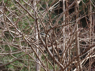 Parus minor