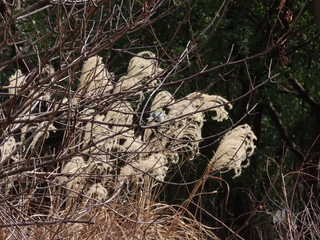 Parus minor