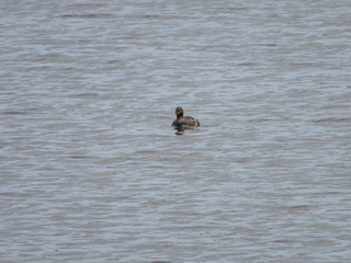 Tachybaptus ruficollis