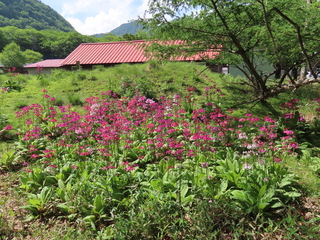 Primula japonica