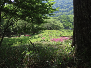 Primula japonica
