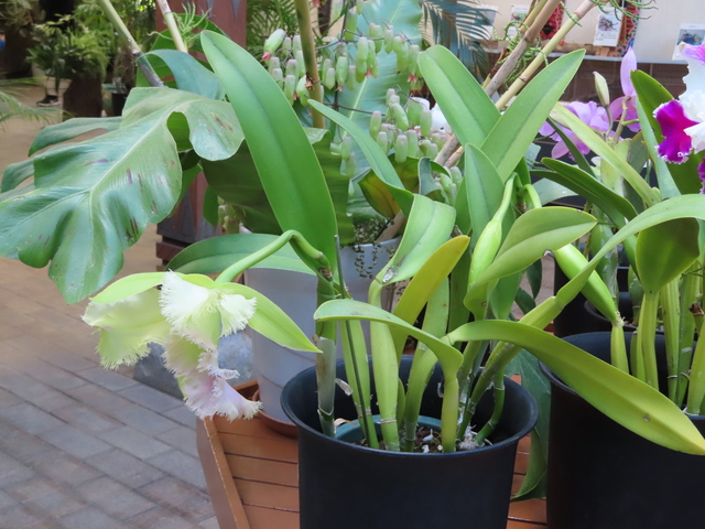 Rhyncholaeliocattleya Golf Green 'Hair Pig'
