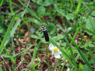 Themus cyanipennis